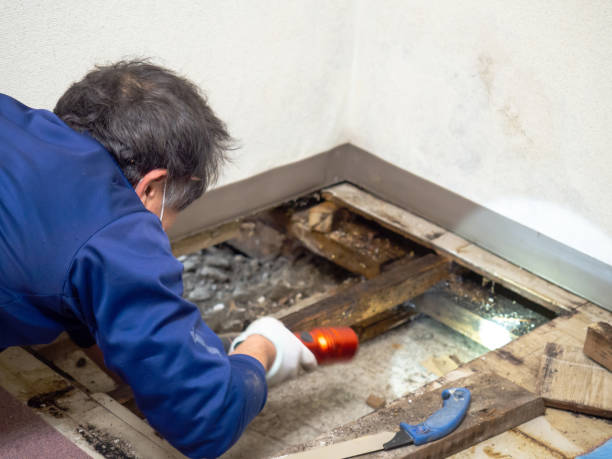 Mold Testing and Removal in Bensenville, IL