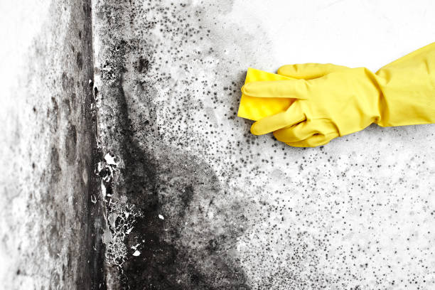 Best Toxic Mold Removal  in Bensenvle, IL