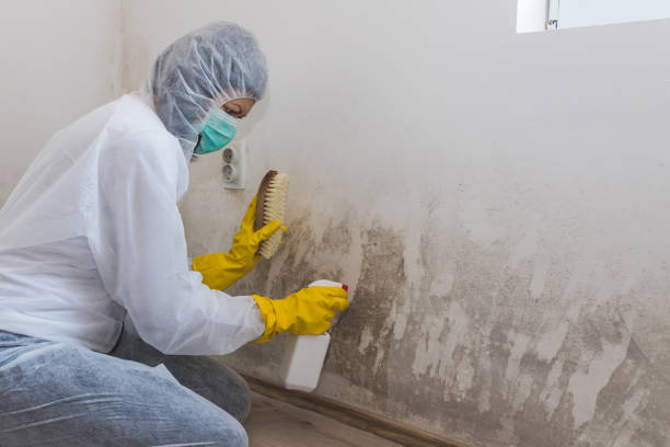 Best Mold Testing  in Bensenvle, IL