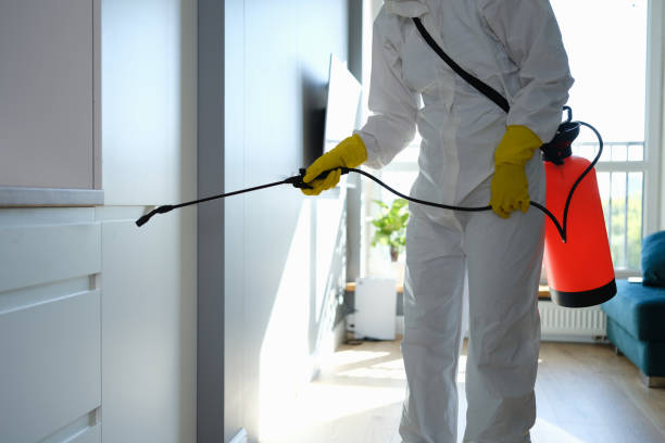 Trusted Bensenville, IL Mold Removal Experts