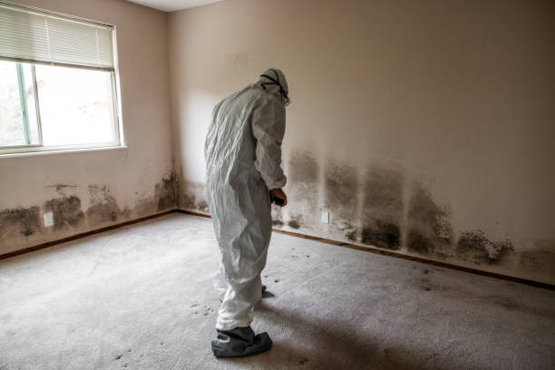 Best Crawl Space Mold Removal  in Bensenvle, IL