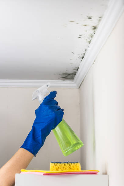 Mold Removal and Inspection in Bensenville, IL