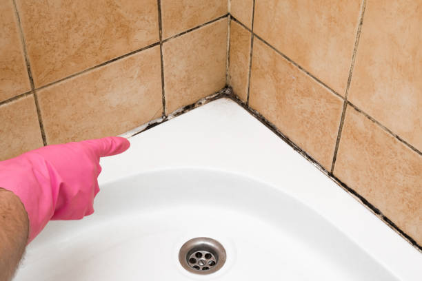 Best Fast Mold Removal  in Bensenvle, IL