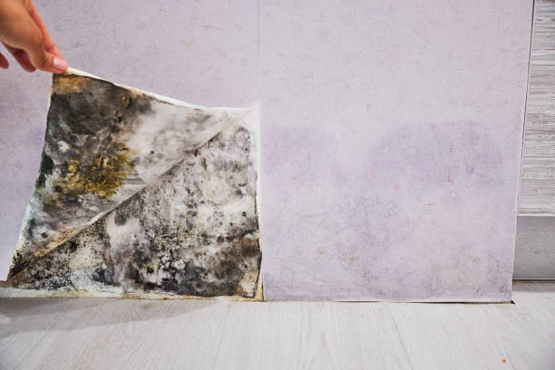 Best Mold Removal Company Near Me  in Bensenvle, IL